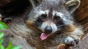 Niedlich, aber schädlich