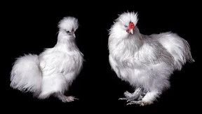 Stolz und tapfer gegen den preußischen Adler