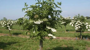 Holunder muss man mögen