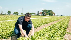 Landwirt will mit Giga-Treibhaus Transportwege kürzen