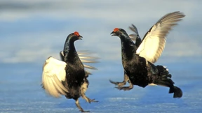 Schwierig, diese Kollegen!