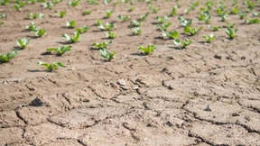 Keine raschen Hilfen für dürregeschädigte Bauern
