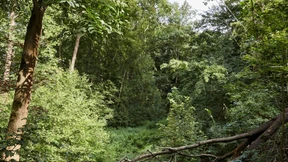 Zurück ins deutsche Auenland?