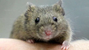 Wenn die Maus hamstert