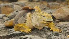 Zweihundert Jahre Einsamkeit