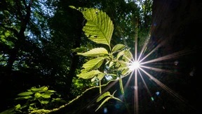 Bringt Hoch „Elfi“ endlich den Hochsommer?