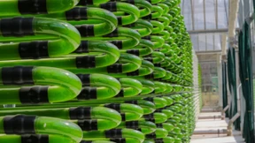 Algen als kulinarische Neuheit