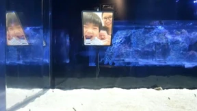 Online-Meeting im Aquarium