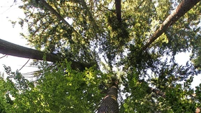 Die Douglasie weckt Hoffnung