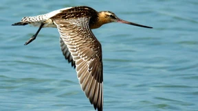 Glücklose Pfuhlschnepfe muss umdrehen