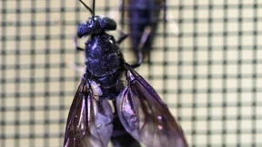 Aus Fliegenlarven wertvolle Proteine gewinnen