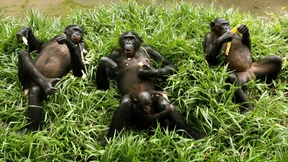 Alles Friede, Freude, Bonobo?