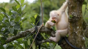 Dem weltweit einzigen Albino-Orang-Utan geht es gut