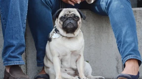 Sind deutsche Hunde ängstlicher als amerikanische?