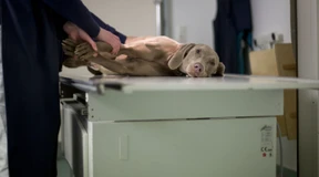 Tierärztemangel sorgt für Probleme in der Notdienst-Versorgung