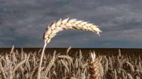Dem Weizen beim Atmen zusehen
