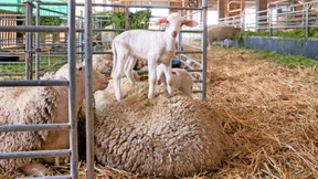 Fleisch bleibt mein Gemüse