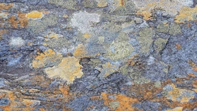 Lebewesen der Woche: Flechten