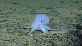 „Casper“ einsam zu Hause 