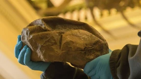 Dinosaurier-Ei in Antarktis gefunden