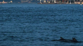 Delfine erobern Bosporus zurück