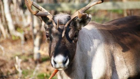 Klimagefahr auch für häufige Arten