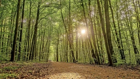 Trockenstes Frühjahr seit 1931