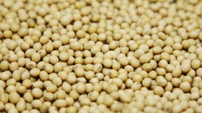 Monsanto grenzt vor Übernahme durch Bayer Verlust ein