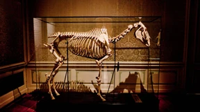 In den Schatzkammern des Philosophenkönigs