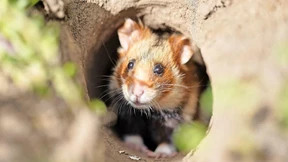 Wie Bürgerforscher die Wissenschaft unterstützen