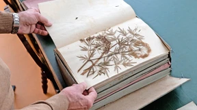 Die Flora vor 200 Jahren