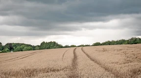Regen bremst Ernte von Landwirten und Winzern