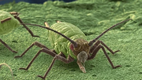 Die ausgebuffte Taktik der Pfirsichblattlaus