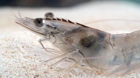 Die Revolution der Garnelenzucht