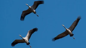 Kraniche kehren schon nach Deutschland zurück