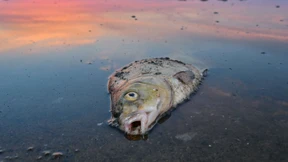 Ursache für Fischsterben in der Oder offenbar geklärt