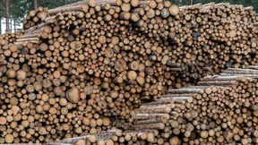 Holzindustrie setzt sich für nachhaltige Forstwirtschaft ein