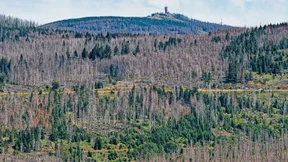 Hoher Holzpreis lockt Diebe an