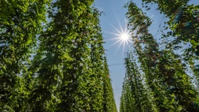 Weniger Hopfenernte durch den Klimawandel