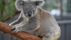 Schwere Zeiten für Koala und Seepferdchen