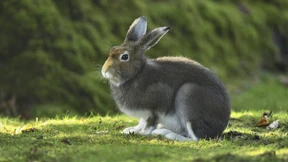 Alpenschneehase zum Tier des Jahres 2025 gewählt