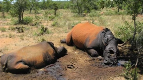 Südafrika will den Nashorn-Schwarzmarkt fluten 