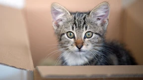 Steuern sparen mit der Katze