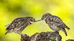 Warum es den anderen immer ein Stück besser geht