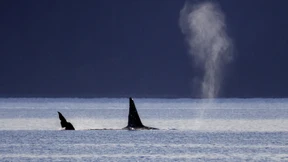 Orcas versenken Segeljacht vor Portugal