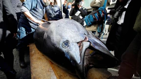 Neujahrs-Thunfisch für fast 130.000 Euro versteigert