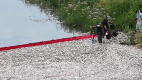 Schadstoffe wohl nicht die einzige Ursache