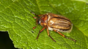 Der Tag geht, der Torkelkäfer kommt