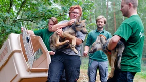 Der Jungwolf und die böse Impfung