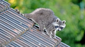 Der Problembär ist da